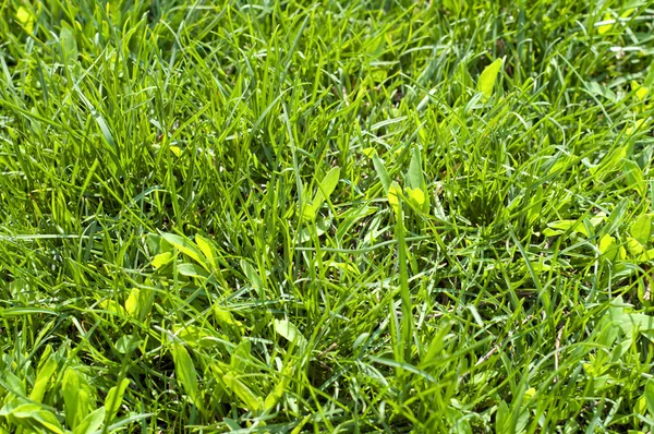 Zöld fű, mint háttér — Stock Fotó