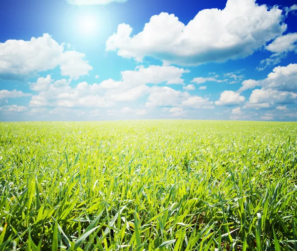 Зеленое поле с солнцем — стоковое фото
