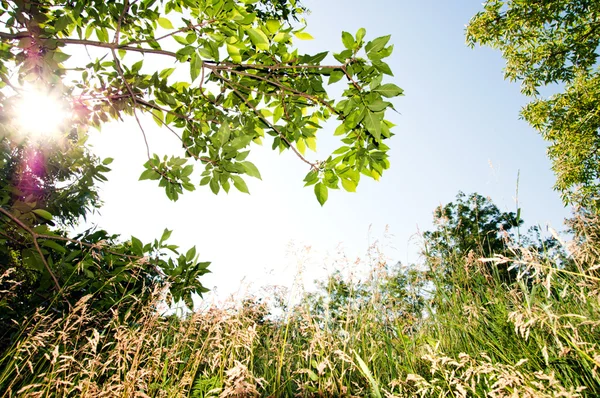 Marco natural con árbol y prado — Foto de Stock