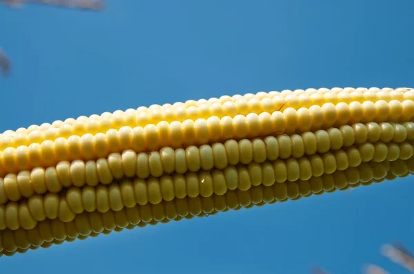 Сира кукурудза на коб — стокове фото