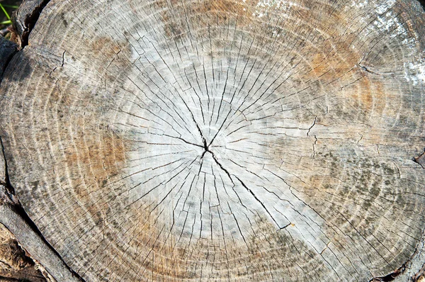 Ağaç kesme — Stok fotoğraf