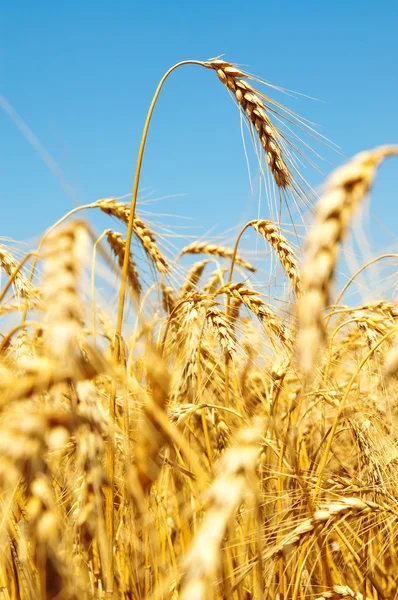 Золоті вуха пшениці — стокове фото