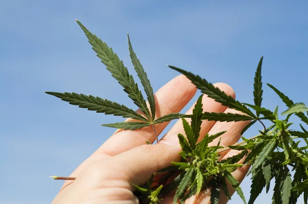 Marijuana in a hand — Stock Photo, Image
