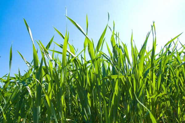 Gras onder zonnestralen — Stockfoto