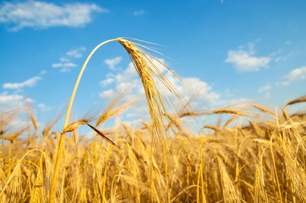 Goldene Ähren aus Weizen — Stockfoto