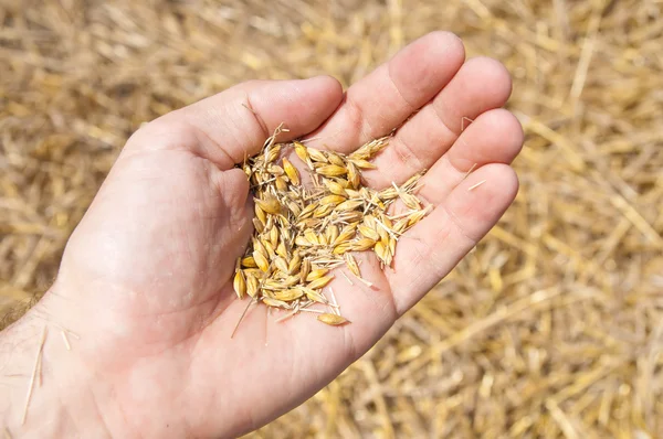 Wheat in the hand — Stock Photo, Image
