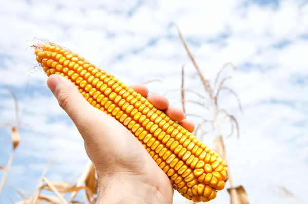 Kukuřice v ruce — Stock fotografie