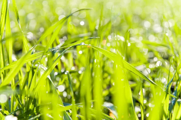 Трава с капельками росы — стоковое фото