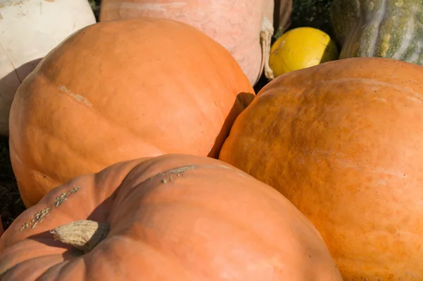 Orange ripe pumpkins — Stock Photo, Image