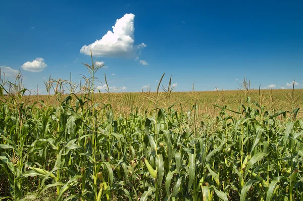 Поле с кукурузой — стоковое фото