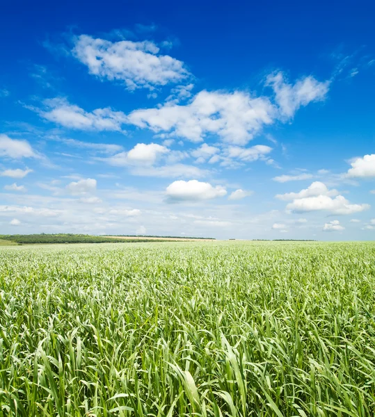 Zielona trawa w pochmurne niebo — Zdjęcie stockowe