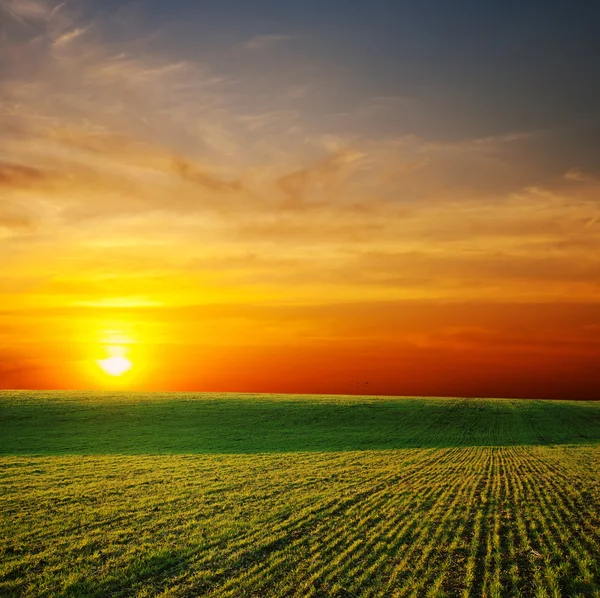 Słońce nad zielone pole — Zdjęcie stockowe