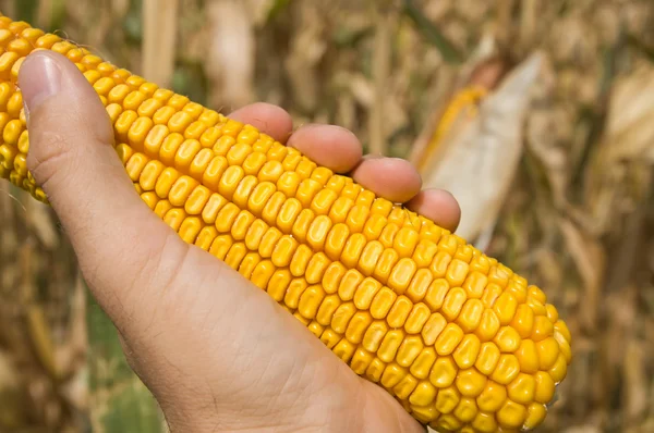 Kukurydza w ręku — Zdjęcie stockowe