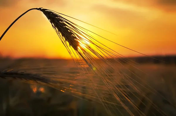 Ušima zralý pšenice — Stock fotografie