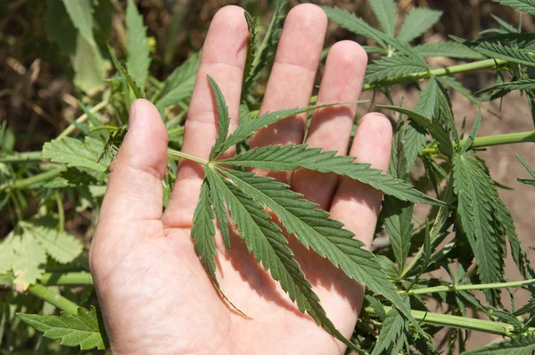 Marijuana in una mano — Foto Stock