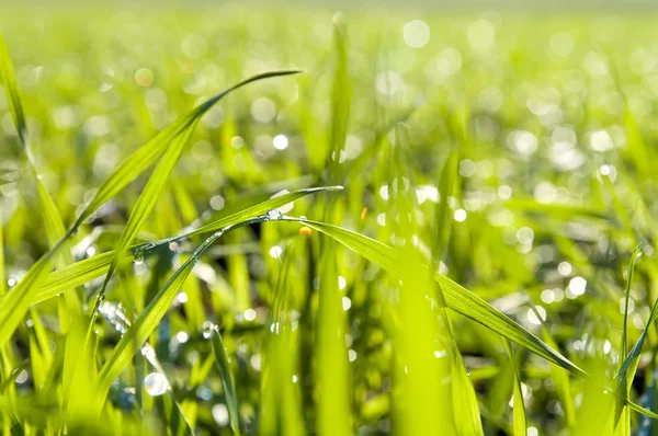 Grönt gräs närbild — Stockfoto