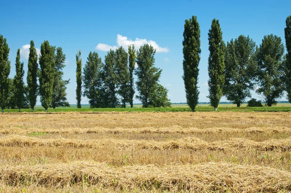 Пшеница в бурты — стоковое фото