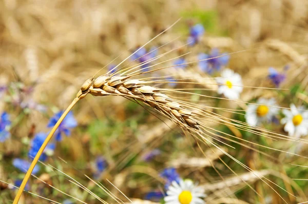小麦用鲜花的耳朵 — 图库照片