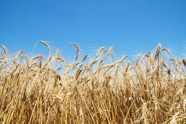 小麦的金耳 — 图库照片