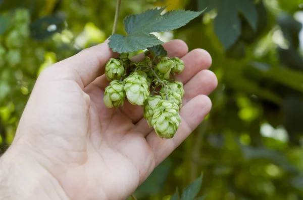 Green hops in hand — Stock Photo, Image