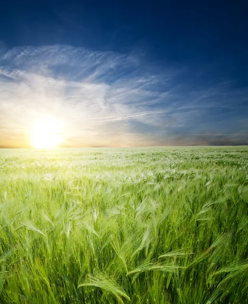 Zelená pšenice v oboru — Stock fotografie