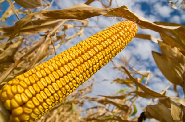 Dojrzałe kukurydzy — Zdjęcie stockowe