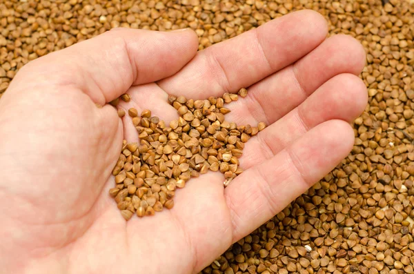 stock image Buckwheat in hand