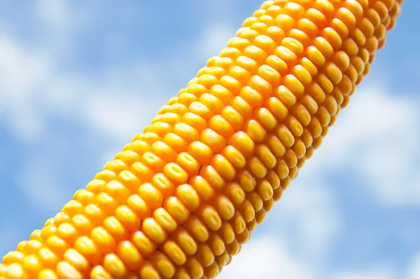 Gros plan sur le maïs — Photo
