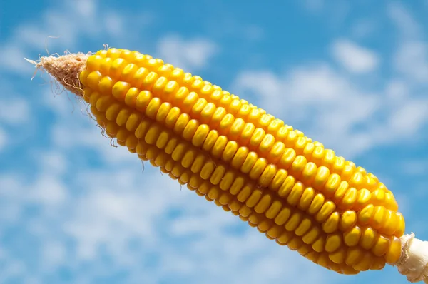 Ripe maize — Stock Photo, Image