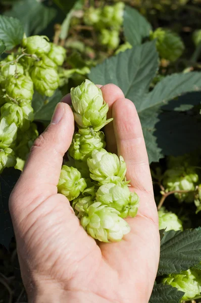 Green hops in hand — Stock Photo, Image