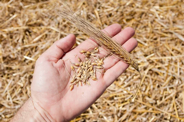Шишки и пшеницы в руке — стоковое фото