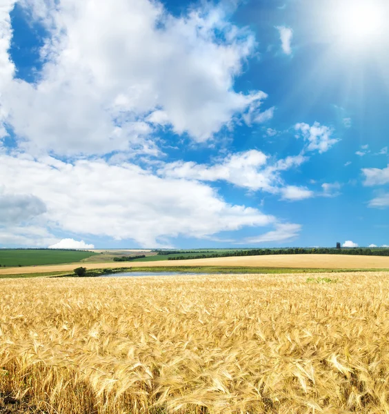 Field of cereal wheat — Stock Photo, Image