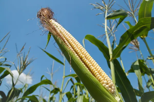 Corn on the cob with husk — Stock Photo, Image