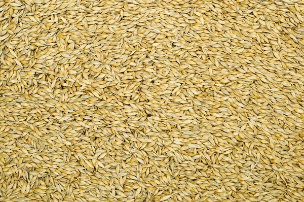 Getreide als Hintergrund — Stockfoto