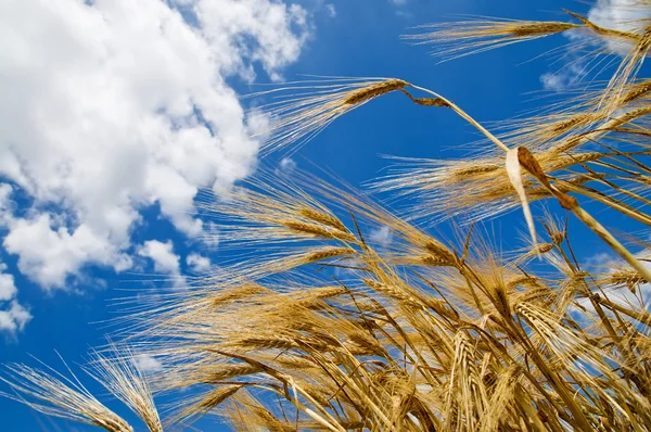 Wheat of ear – stockfoto