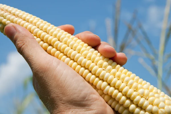 Kukurydza w ręku — Zdjęcie stockowe
