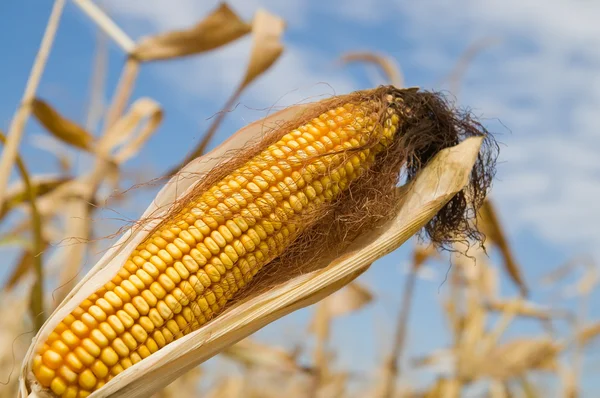 Zralá kukuřice — Stock fotografie