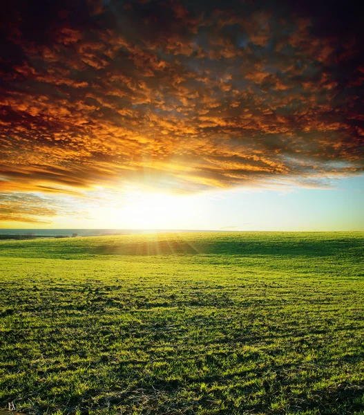 Zöld mező és naplemente — Stock Fotó