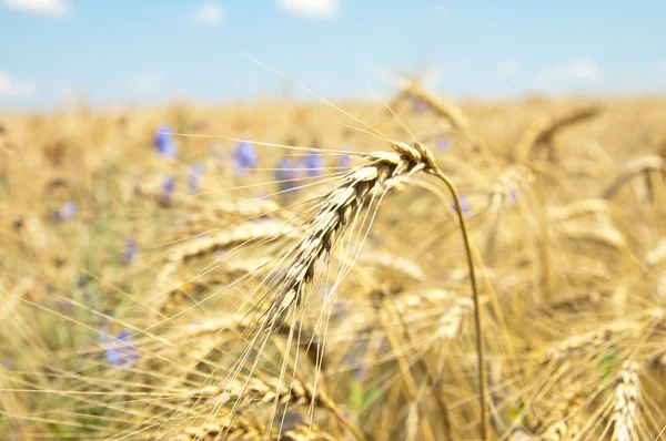 小麦与鲜花 — 图库照片