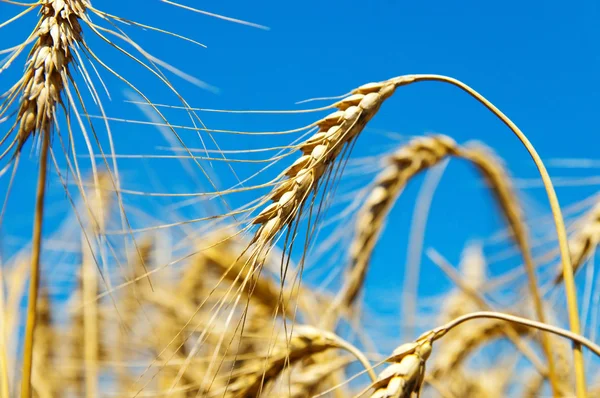 小麦の金の耳 — ストック写真