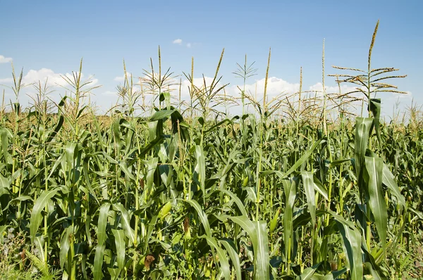 Field with maize — Stock Photo, Image