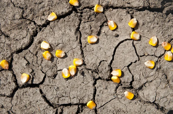Кукурудза на тріснутій землі — стокове фото