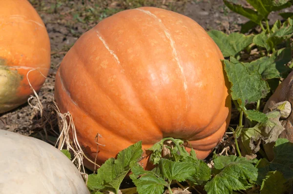 Orange ripe pumpkin — Stock Photo, Image