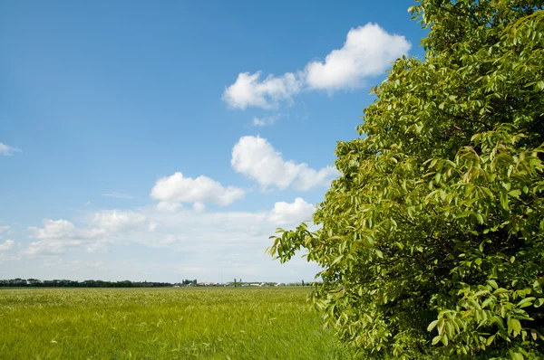 Groen veld in de buurt van hout — Stockfoto
