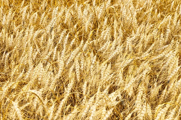 Золоті вуха пшениці — стокове фото