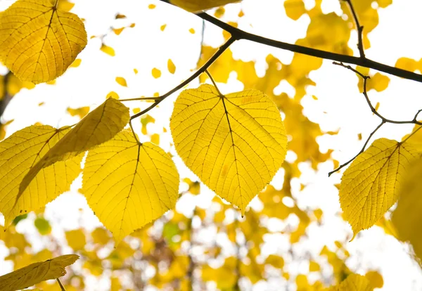 Золотые листья — стоковое фото