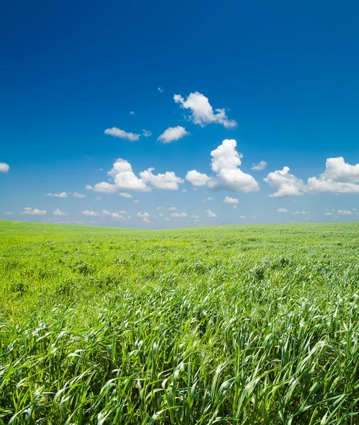 Fält av grönt gräs — Stockfoto