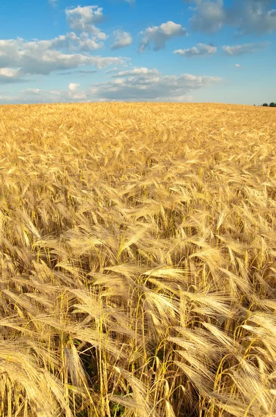 Gold ears of wheat — Stock Photo, Image