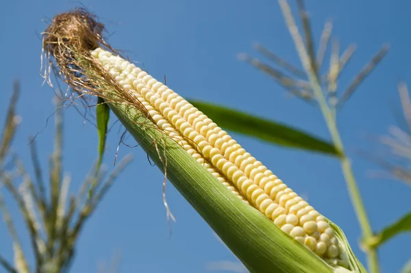 Fresh maize — Stock Photo, Image