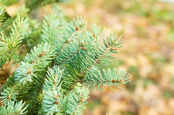 Close-up of pine — Stock Photo, Image